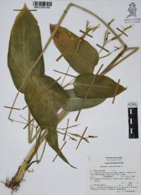 Maranta arundinacea image